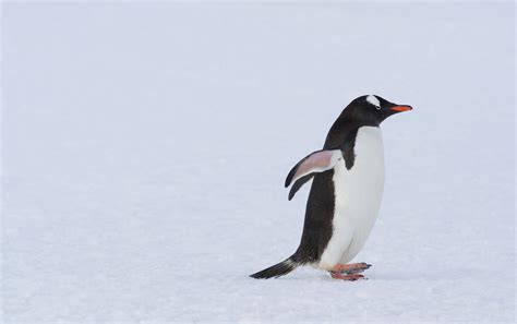 7 Fascinating Facts About Penguins