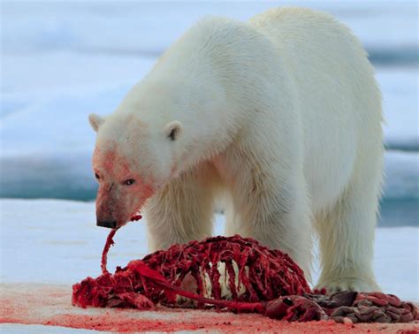 Polar Bears Eating Seals