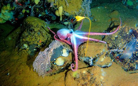 Secret garden: Why thousands of octopuses visit the same deep sea area each year - Earth.com