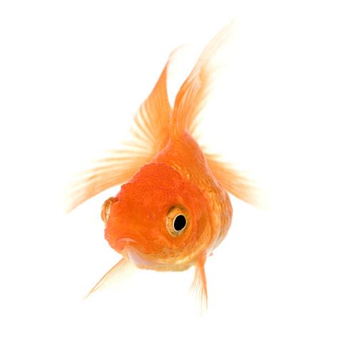 210+ Goldfish Diseases Stock Photos, Pictures & Royalty-Free Images - iStock