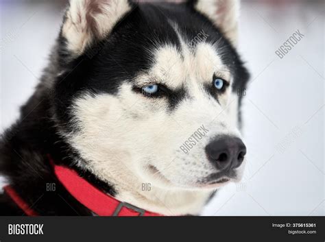 Husky Sled Dog Face, Image & Photo (Free Trial) | Bigstock