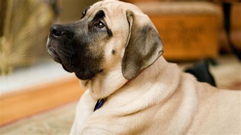 English Mastiff Training Guide | Our Deer