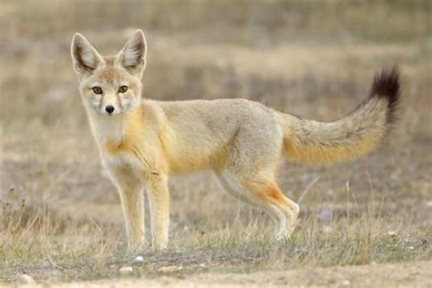 Conoce al zorro kit, una especie del desierto mexicano