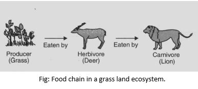 Draw a diagram to represent a common food chain in a grassland ecosystem