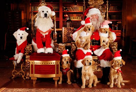 the whole family | Dog christmas pictures, Christmas dog, Pet holiday