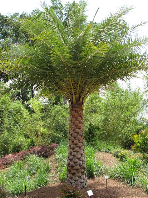 Indian Silver Date Palm Tree (phoenix sylvestris) – Urban Palms