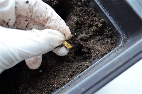 How To Plant A Lemon In A Cup – An Easy Guide - Plantglossary