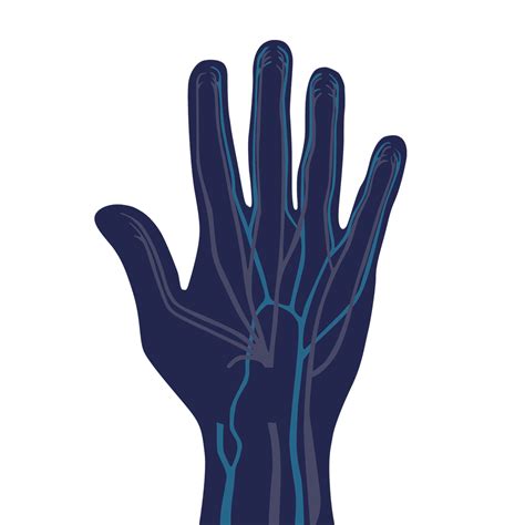 Hand Anatomy | Manchester Hand Surgeons