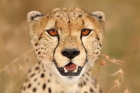Top 5 Kenya Safari Animals and Where to Find Them