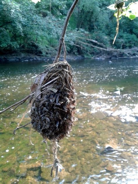 Hundreds of female flies form rarely-seen clump as they prepare to lay ...