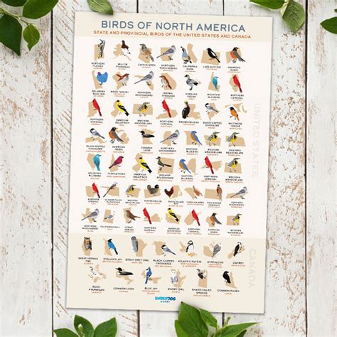 Get Our List of State Birds Posters