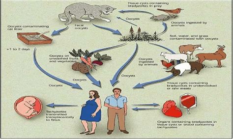 Toxoplasmosis Gondii Life Cycle