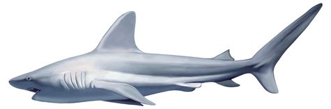 Shark PNG Images, Scary, Cartoon, Real Sharks - Free Transparent PNG Logos