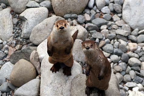 Harbor Seal / River Otter | ALASKA.ORG