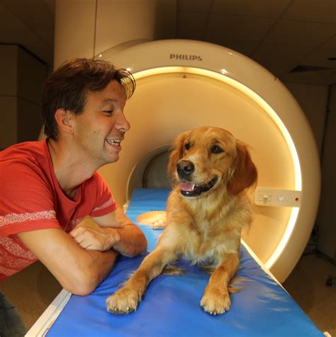 Brain scans show dogs get what we say and how we say it