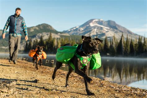 Essential Dog Camping Gear