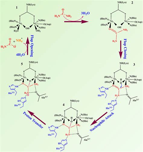 Mechanism of action of urease enzyme by binding with urea | Download Scientific Diagram