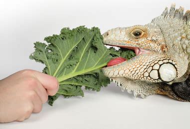 Pet Green Iguana Food, Treats, Diet & Nutrition