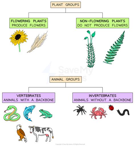 Classification of Organisms | WJEC GCSE Biology: Combined Science Revision Notes 2018