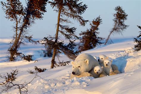 polar bear family photo | One Big Photo