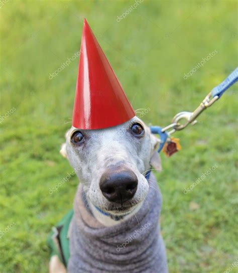 Dog with birthday hat — Stock Photo © graphicphoto #53620721