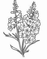 Larkspur Coloring Pages sketch template