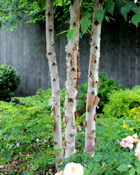 River Birch Bark | Moss Landscaping