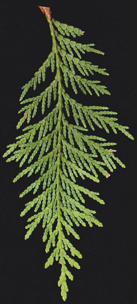 Thuja plicata (western redcedar) description