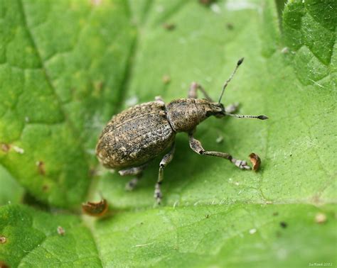 Weevil ? id | Flickr - Photo Sharing!