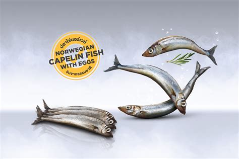 Capelin fish – Dogster Food