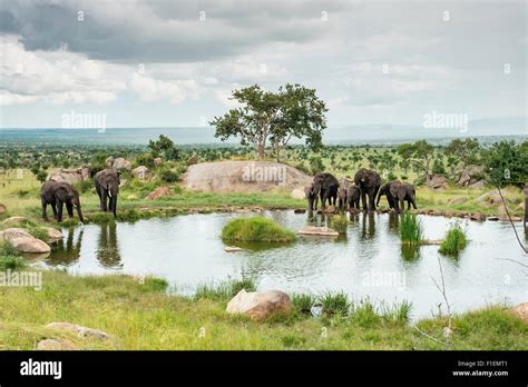 Elephants at watering hole, Serengeti Tanzania Stock Photo - Alamy