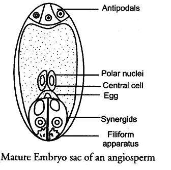 Draw a labelled diagram of the mature embryo sac of angiosperms.