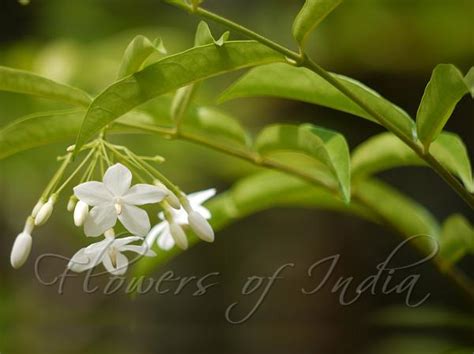 Wrightia religiosa - Water Jasmine