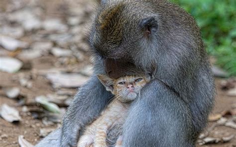 People cuddling animals — Cuddle Comfort