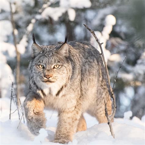 Leaps and Bounds "Winter is Here"-Lynx - Yukon Wildlife Preserve