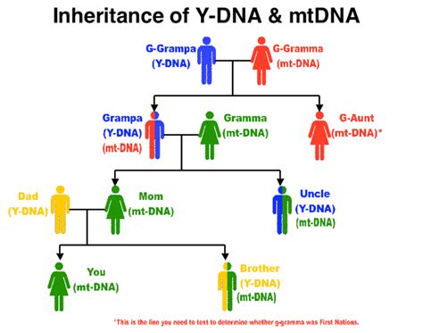 DNA Basic Primer Genealogy Help, Genealogy Resources, Genealogy Research, Family Genealogy, Make ...