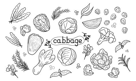 Line icon different Cabbage vector illustration. Design for kale day, healthy food, day, recipes ...