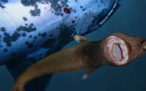 Conheça o tubarão-charuto, o terror das baleias e dos golfinhos | Rota News