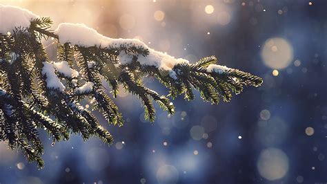 mk28-snowing-tree-blue-christmas-winter-nature-mountain-wallpaper