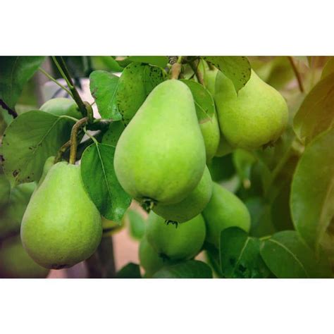 Online Orchards Dwarf D'Anjou Pear Tree Bare Root FTPR005 - The Home Depot