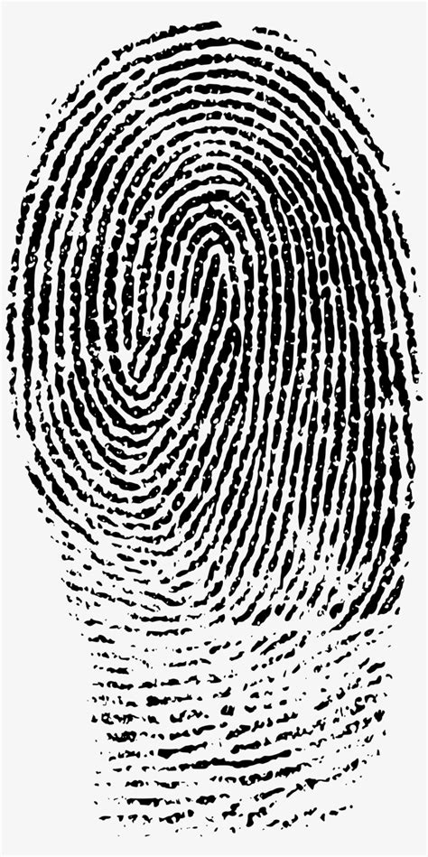 Fingerprints Images Png - Fingerprint Evidence Transparent PNG ...