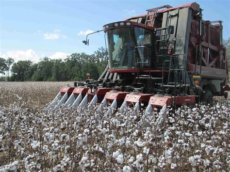 Cotton Harvest is Running Behind | Panhandle Agriculture