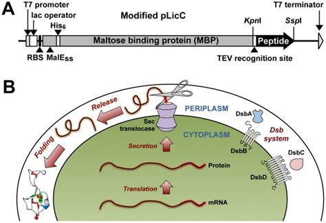 (A) Schematic representation of the pLic-MBP expression vector using... | Download Scientific ...