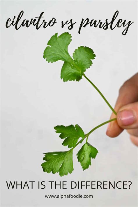 Parsley vs Cilantro: What's the Difference? - Alphafoodie