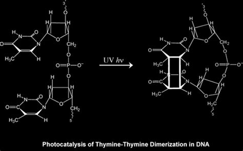 DNA Repair: Photolyase