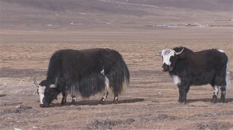 Rural revitalization in Tibet border area creates opportunities for locals - CGTN