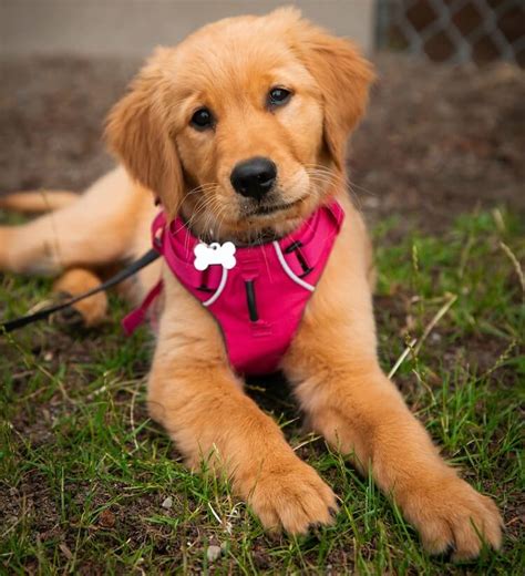 Golden Retriever Training: How To Train A Golden In 6 Weeks | All Things Dogs