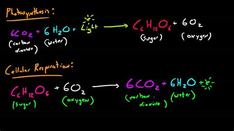 Biology Lecture - 31 - Photosynthesis and Cellular Respiration - YouTube