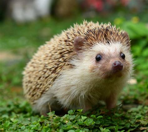 Fascinating Facts About Hedgehogs | Palmetto Wild Life Extractors