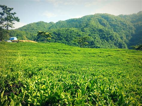 Mini Ilam – Tea garden Near Kathmandu